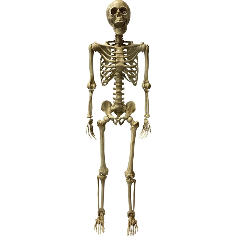 Poseable Skeleton