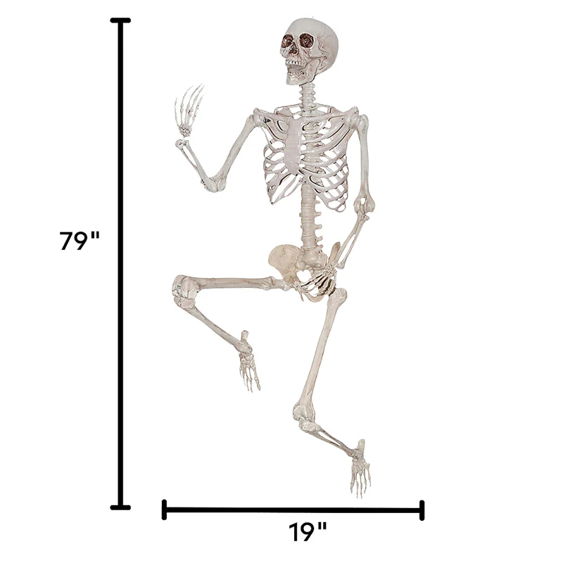 Poseable Skeleton Halloween Decoration 6 1/2 Feet Tall - Image 2